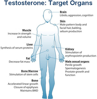 Effects of low testosterone levels in males